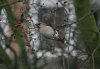 Waxwing at Pitsea (Steve Arlow) (108513 bytes)